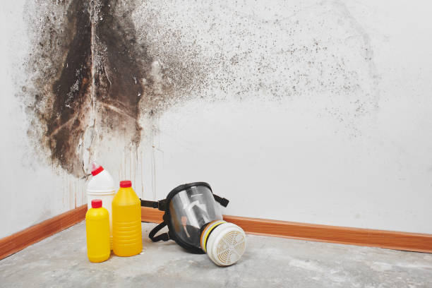 Best Local Mold Removal Service  in Ronceverte, WV