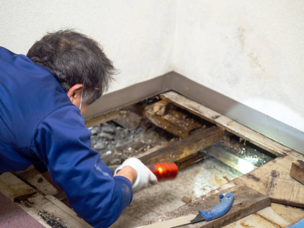Best Mold Removal Company Near Me  in Ronceverte, WV