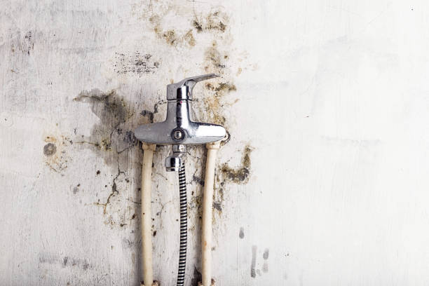 Best Best Mold Removal Companies  in Ronceverte, WV