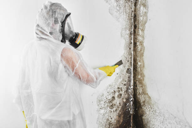 Mold Testing and Removal in Ronceverte, WV