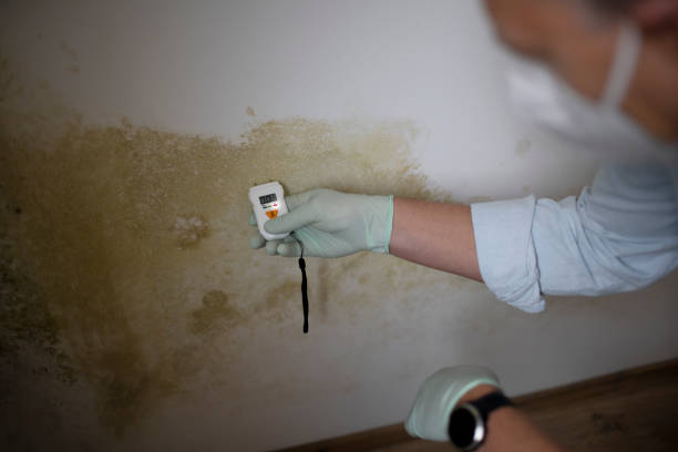 Trusted Ronceverte, WV Mold Removal Experts