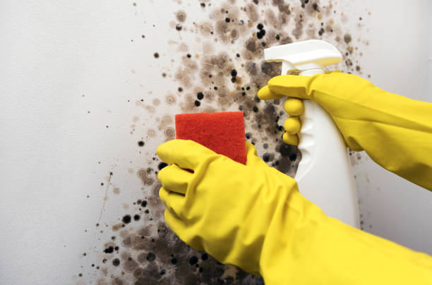 Best Home Mold Removal  in Ronceverte, WV