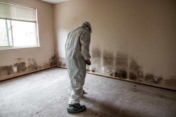 Best Professional Mold Removal  in Ronceverte, WV