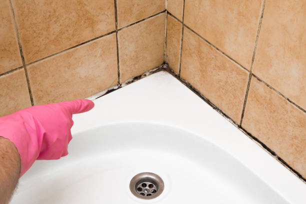 Best Fast Mold Removal  in Ronceverte, WV