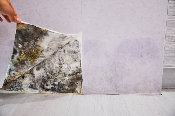 Best Mold Remediation  in Ronceverte, WV